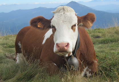 Pezzata Rossa Italiana
