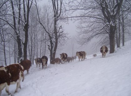 Az. Agr. Martino dal Bessè - Allevamento