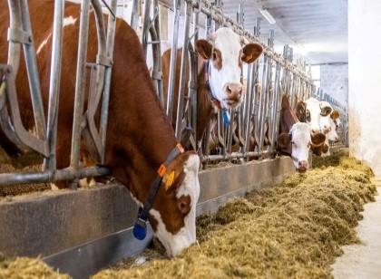 Az. Agr. Martino dal Bessè - Allevamento