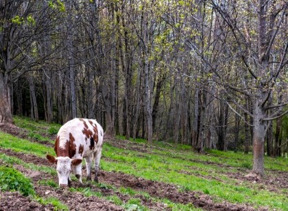 Az. Agr. Martino dal Bessè - Allevamento