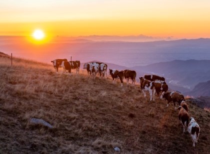 Az. Agr. Martino dal Bessè - Allevamento