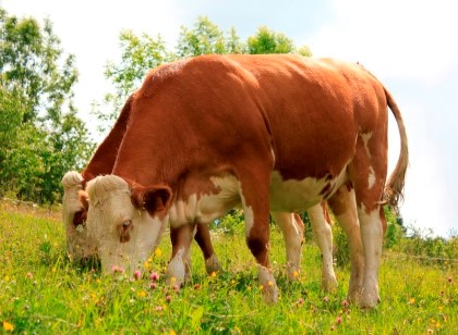 Az. Agr. Martino dal Bessè - Allevamento